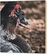 Muscovy Feathers Wood Print