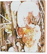 Mushroom Fungii Wood Print