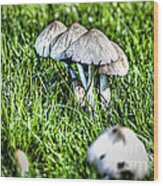 Mushroom In September Hdr Wood Print