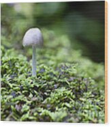 Mushroom Wood Print
