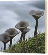 Mushrooms On Moss Wood Print