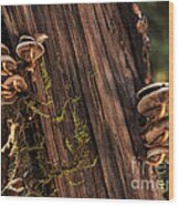 Mushrooms Redwood Forest Wood Print