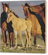 Mustang  Family Band Montana Wood Print