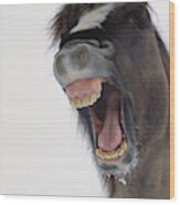 Mustang Stallion Yawning Wood Print