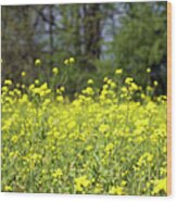 Mustard Field In Spring Bloom Wood Print