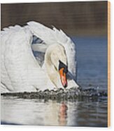 Mute Swan In Defensive Posture Bavaria Wood Print