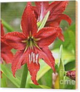 My Red Daylily...after The Rain Wood Print