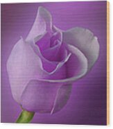 Mystical Purple Rose Wood Print
