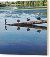 Napping Ducks Wood Print