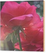 Natural Beauty Ladybird Red Rose Wood Print