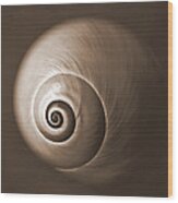 Nautilus In Sepia Wood Print
