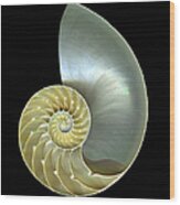 Nautilus Shell Macro Closeup Isolated Wood Print