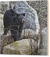 Black Bear In The Rocks Wood Print