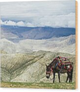 Nepalese Horse Rests On A Mountain Pass Wood Print