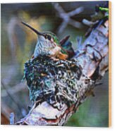 Nesting Hummingbird Wood Print