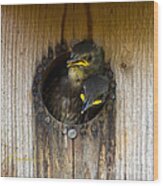 Nestling Starlings Wood Print