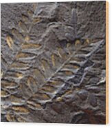 Neuropteris Fossil Wood Print
