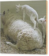Newborn Lambs At Play Wood Print