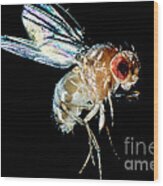 Normal Red-eyed Fruit Fly Wood Print