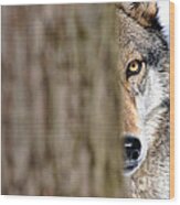 North American Gray Wolf Behind Tree Wood Print