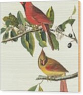 Northern Cardinal Birds Wood Print