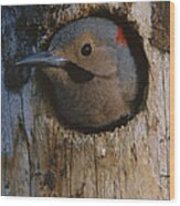 Northern Flicker In Nest Cavity Alaska Wood Print
