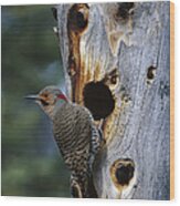 Northern Flicker Near Nest Cavity Alaska Wood Print