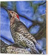 Northern Flicker Woodpecker Ii Wood Print