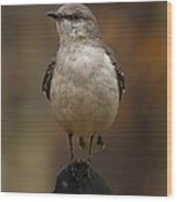 Northern Mockingbird Wood Print