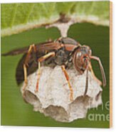 Northern Paper Wasp And Nest Wood Print