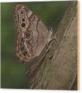 Northern Pearly Eye Butterfly Wood Print