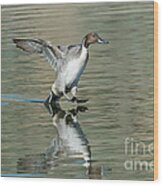 Northern Pintail Drake Tail Touching Wood Print