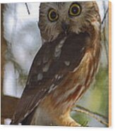 Northern Saw-whet Owl Ii Wood Print