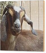 Nubian Goat Wood Print