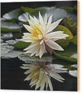 Nymphaea Maria And Reflection Wood Print