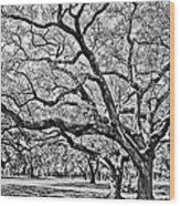 Oak Trees Wood Print