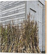 Old Barn And Cornstalks Wood Print