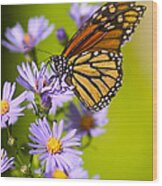 Old Butterfly On Aster Flower Wood Print