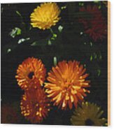 Old-fashioned Marigolds Wood Print