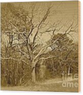 Old Haunted Tree In Sepia Wood Print
