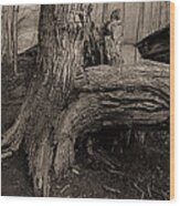 Old Oak 2 Wood Print