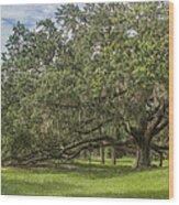 Old Oak Tree Wood Print