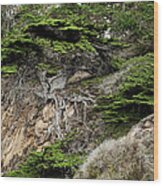 Old Veteren Cypress Tree Ii Wood Print