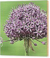 One Purple Sensation Allium Wood Print