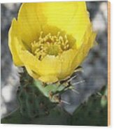 Opuntia Ficus-indica Flower Of The Prickly Pear Wood Print