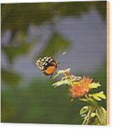 Orange And Black Butterfly Wood Print