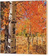 Orange Aspens Wood Print