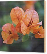 Orange Bougainvillea Wood Print