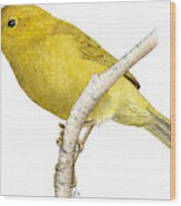 Orange-crowned Warbler Wood Print