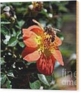 Orange Flower With Bee Wood Print